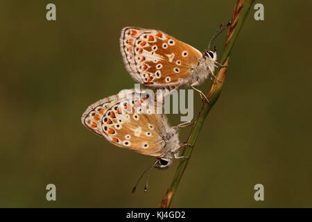 Appariement Des Papillons Bruns Argus Banque D'Images