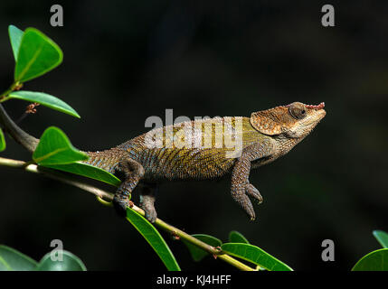 Caméléon calumma cryptiques (crypticus), (chameleonidae), endémique de Madagascar, le parc national de Madagascar, anjozorobe Banque D'Images