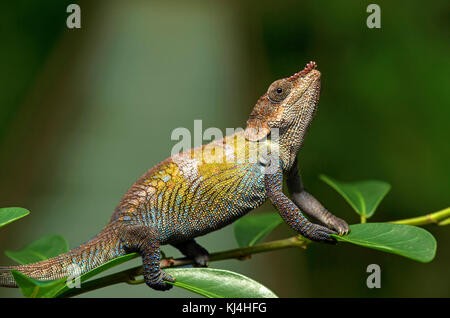 Caméléon calumma cryptiques (crypticus), (chameleonidae), endémique de Madagascar, le parc national de Madagascar, anjozorobe Banque D'Images