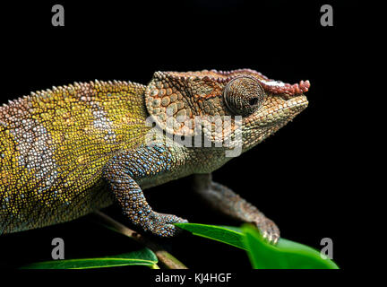 Caméléon calumma cryptiques (crypticus), (chameleonidae), endémique de Madagascar, le parc national de Madagascar, anjozorobe Banque D'Images