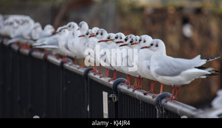 Un troupeau de mouettes noir perché sur une clôture Banque D'Images