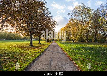 Belle scène d'automne dans le parc avec une rangée d'arbres avec des feuilles changeantes et la lumière du soleil douce. Longue voie sans personne. Banque D'Images