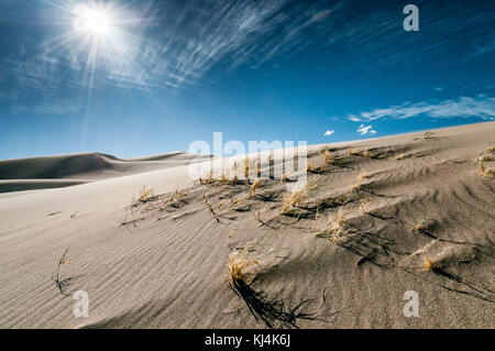 La végétation rare et sèche sur une dune de sable dans le désert des Great Sand Dunes National Park Banque D'Images