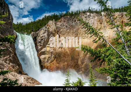 Vue sur Lower Falls Cascade et canyon de Yellowstone Cliff Banque D'Images