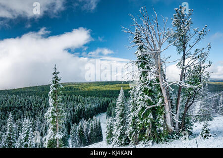 Neige fraîche sur un arbre mort, des pins et des sapins à Dunraven Pass dans le Parc National de Yellowstone Banque D'Images