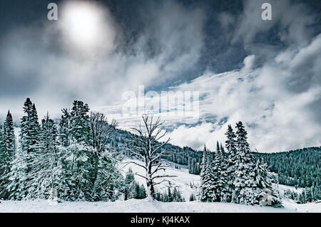 Le soleil perce la brume sur les arbres enneigés de Dunraven Pass dans le parc de Yellowstone Banque D'Images