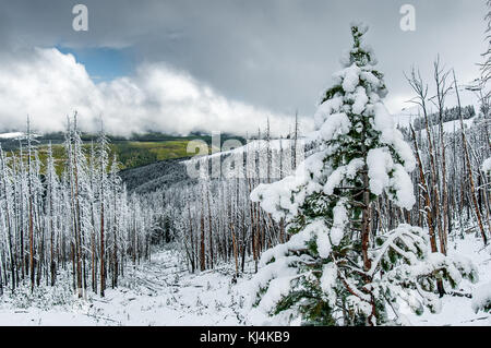 Neige fraîche sur les arbres morts à Dunraven Pass dans le Parc National de Yellowstone Banque D'Images