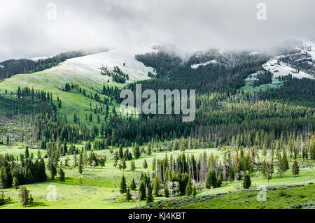 Première neige de la forêt et des prés dans les montagnes du Parc National de Yellowstone Banque D'Images