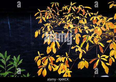 Les feuilles d'automne sur noir - concept de changement Banque D'Images