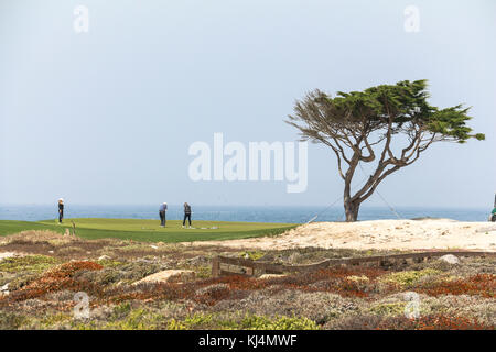 Des golfeurs sur la côte avec lonely tree, Californie Banque D'Images