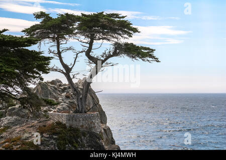 Le Lone cypress à côte rugueuse sur la route 1 Banque D'Images