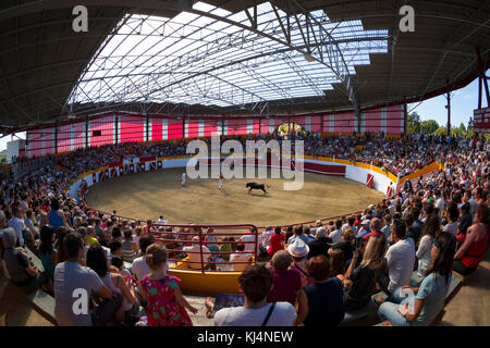 La race de vache femelle Landes (Course Landaise) dans le récemment rénové Pomarez arena (Landes (40), Nouvelle-Aquitaine, France). Banque D'Images