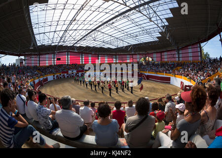 La race de vache femelle Landes (Course Landaise) dans le récemment rénové Pomarez arena (Landes (40), Nouvelle-Aquitaine, France). Banque D'Images