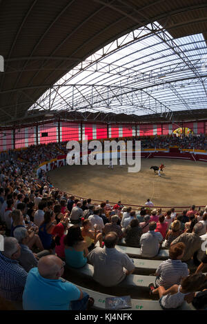 La race de vache femelle Landes (Course Landaise) dans le récemment rénové Pomarez arena (Landes (40), Nouvelle-Aquitaine, France). Banque D'Images