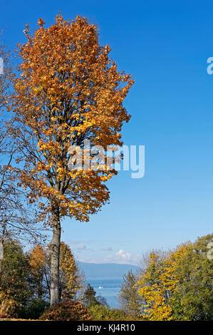 L'érable grandifolié érable avec feuillage d'automne avec l'Inlet Burrard et montagnes en arrière, Vancouver, BC, Canada Banque D'Images