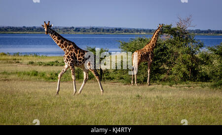 Une belle girafe Rothschild curieux à la recherche directement dans l'appareil photo au cours d'un safari au coucher du soleil dans le parc nation murchison en Ouganda. Banque D'Images