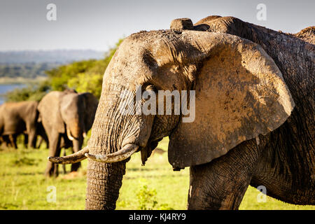 Un magnifique éléphant mâle pour le coucher du soleil de la chaleur dans le parc national des chutes Murchison en Ouganda à proximité du lac Albert. incroyable qu'oil drilling wil Banque D'Images