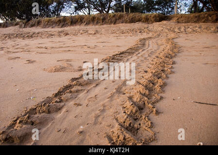 La tortue verte (Chelonia mydas) pistes sur Moore Park Beach, Queensland femelle tortues viennent à terre pendant la saison de nidification de Novembre à Mars. Banque D'Images