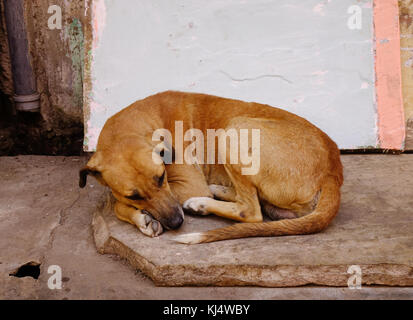 Un chien dormir sur rue à la petite ville de Jaipur, Inde. Banque D'Images