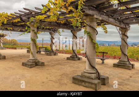 Structure de pergola décorée avec des plants de vigne, et les vignes en arrière-plan, vignoble de la Napa Valley, en Californie, aux États-Unis. Banque D'Images