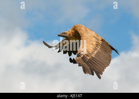 Vautour big en vol avec un ciel nuageux de l'arrière-plan Banque D'Images