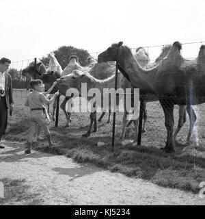 Années 1950, historique photo de deux jeunes enfants debout sur un chemin par l'alimentation de l'enceinte les chameaux de Bactriane à un Wildlife park, Angleterre. Banque D'Images