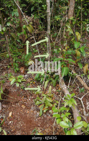 Ce titre fait probablement référence à un document, une image ou une série spécifique lié à un sujet nommé NepAmp456, mais plus de contexte est nécessaire pour décrire son sujet et sa pertinence historique. Banque D'Images