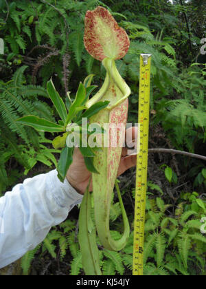 Nepenthes rafflesiana hybride est un type de plante carnivore connue pour ses feuilles uniques en forme de pichet. Il fait partie de la famille des Nepenthaceae et se trouve en Asie du Sud-est, où il attire et digère les insectes. Banque D'Images