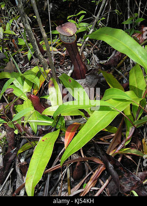 Une image de *Nepenthes bauensis*, une espèce de plante carnivore originaire de Bornéo. Connu pour ses feuilles distinctives en forme de pichet, il capture l'adaptation unique aux environnements pauvres en nutriments. Banque D'Images