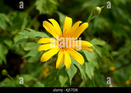 Belle fleur de chrysanthème nitobe ou tournesol mexicain Banque D'Images