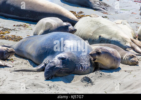 L'éléphant (Mirounga angustirostris), barrage avec chaton sur la plage, près de San Simeon, California, USA Banque D'Images