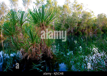 (Pandanus Pandanus sp.), le long de Lawn Hill Creek à la base des falaises de Lawn Hill Gorge. Boodjamulla (Lawn Hill) National Park, Queensland, Australie Banque D'Images