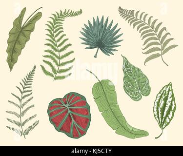 Les feuilles exotiques ou tropicales, feuille de différentes plantes à vintage. monstera et Fern, palm avec bananes ensemble botanique fleurs vintage gravé., faites à la main. botanical produit biologique. fond vert. Illustration de Vecteur