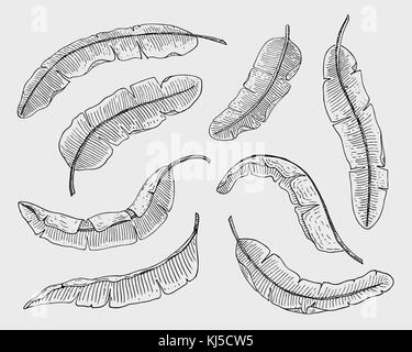 Les feuilles exotiques ou tropicales, feuille de différentes plantes à vintage. monstera et Fern, palm avec bananes ensemble botanique fleurs vintage gravé., faites à la main. botanical produit biologique. fond vert. Illustration de Vecteur