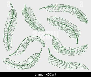 Les feuilles exotiques ou tropicales, feuille de différentes plantes à vintage. monstera et Fern, palm avec bananes ensemble botanique fleurs vintage gravé., faites à la main. botanical produit biologique. fond vert. Illustration de Vecteur