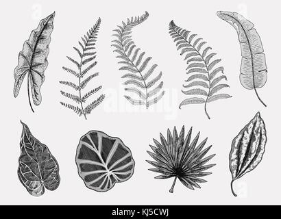 Les feuilles exotiques ou tropicales, feuille de différentes plantes à vintage. monstera et Fern, palm avec bananes ensemble botanique fleurs vintage gravé., faites à la main. botanical produit biologique. fond vert. Illustration de Vecteur