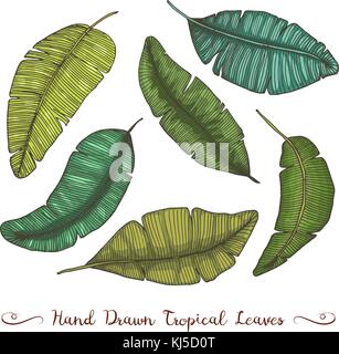 Les feuilles exotiques ou tropicales, feuille de différentes plantes à vintage. monstera et Fern, palm avec bananes ensemble botanique fleurs vintage gravé., faites à la main. botanical produit biologique. fond vert. Illustration de Vecteur