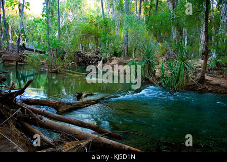 (Pandanus Pandanus sp.), le long de Lawn Hill Creek, Lawn Hill Gorge. Boodjamulla (Lawn Hill) National Park, Queensland, Australie Banque D'Images