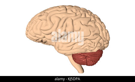 Rendu 3D du cerveau humain Banque D'Images