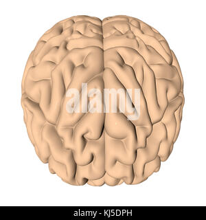 Rendu 3D du cerveau humain Banque D'Images