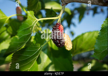 Les fruits mûrs et le feuillage de morus nigra ou mûrier noir. Libre Banque D'Images