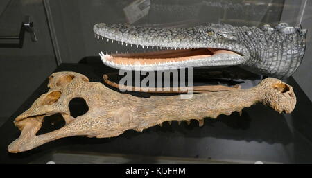 Crâne et le modèle général d'un Crocodile, un grand reptile aquatique trouvés sous les climats tropicaux. En date du 21e siècle Banque D'Images