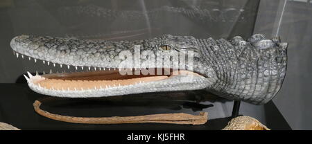 Crâne et le modèle général d'un Crocodile, un grand reptile aquatique trouvés sous les climats tropicaux. En date du 21e siècle Banque D'Images