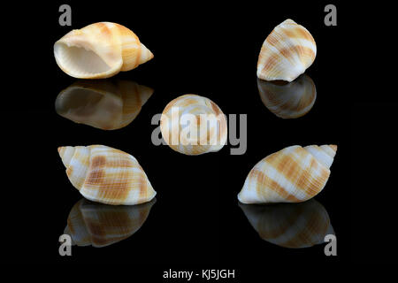 Nassarius seashell, nom commun nassa boue escargots (USA) ou buccins de chien (UK). Mollusques gastéropodes marins de la famille des Nassariidae. L3,5xW2xH1,8cm. Trouvé dans Dub Banque D'Images