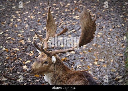 Daims mâles à maturité à l'automne, avec des bois et de la boue et les feuilles dans l'arrière-plan Banque D'Images