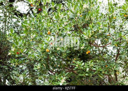 Arbutus unedo ou Arbre aux fraises dans le jardin botanique de Lluc, Majorque, Espagne Banque D'Images