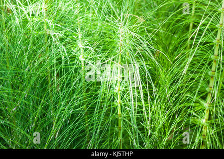 Close-up de la tige et les feuilles d'equisetum telmateia, la grande prêle prêle géante ou Banque D'Images