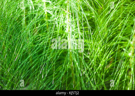 Close-up de la tige et les feuilles d'equisetum telmateia, la grande prêle prêle géante ou Banque D'Images