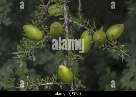 L'argan, Argania spinosa, dans le secteur des fruits (dont l'huile est faite). Dans le sud du Maroc. Banque D'Images