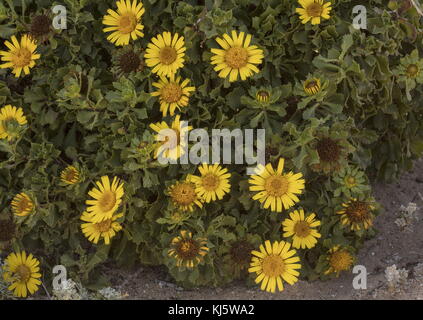 La mer Jaune marocain, Daisy Asteriscus imbricatus, en fleurs dans les habitats côtiers, au sud-ouest du Maroc. Banque D'Images